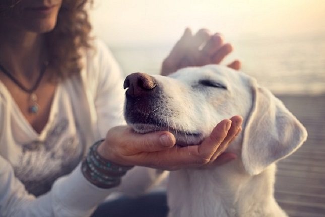 Hay alrededor de 30 a 40 organismos infecciosos que pueden transmitirse de los animales a los humanos