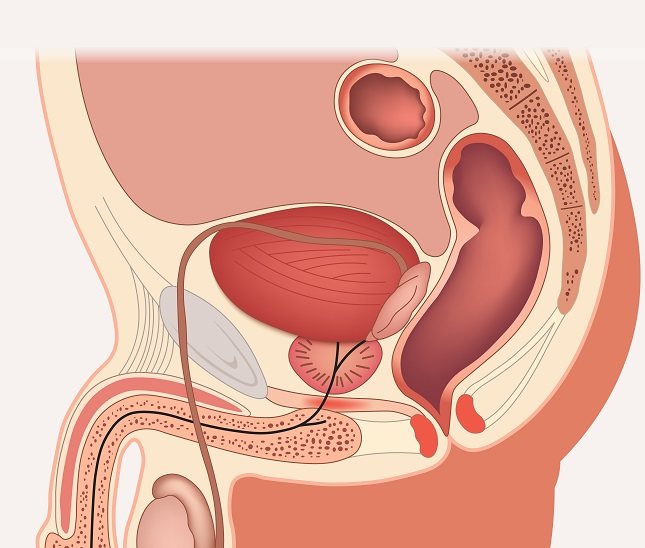 La uretra es parte de tu sistema urinario