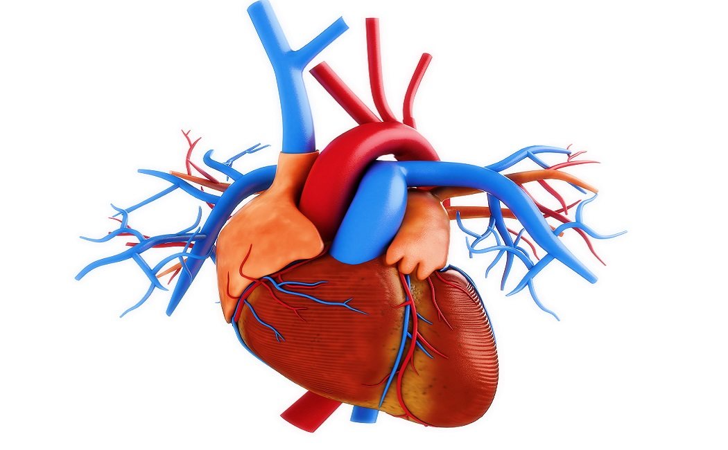 Cómo evitar la ateroesclerosis o endurecimiento de las arterias