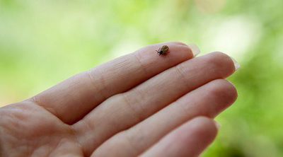 Cómo prevenir la picadura de una garrapata