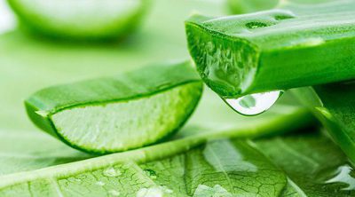 5 formas increíbles de usar el aloe vera