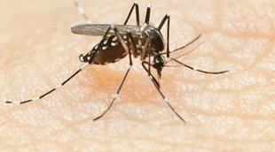 Qué es la malaria o paludismo