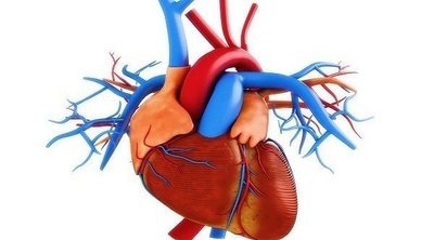 Cuál es la función de la arteria pulmonar en el cuerpo